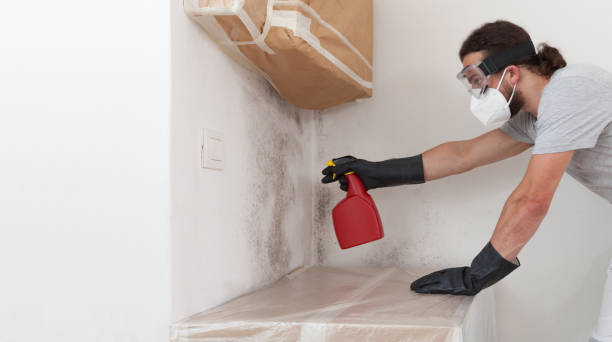 Professional Basement Mold Removal technician working in Siler City, NC