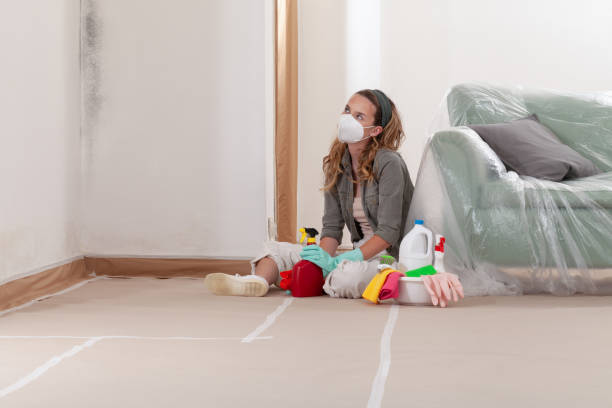 Reliable Basement Mold Removal contractor in Siler City, NC by Cheap Mold Removal