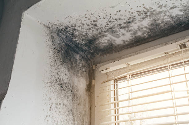 Affordable Basement Mold Removal solutions in Siler City, NC