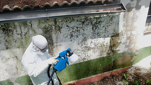 Top rated local Basement Mold Removal specialists in Siler City, NC